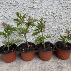 Bundle of 4 - 4 Inch Pots of Citronella Plants - Mosquito Repellent - Beautiful Lilac Flowers - Drought Resistant - Rooted & Established 🪴 