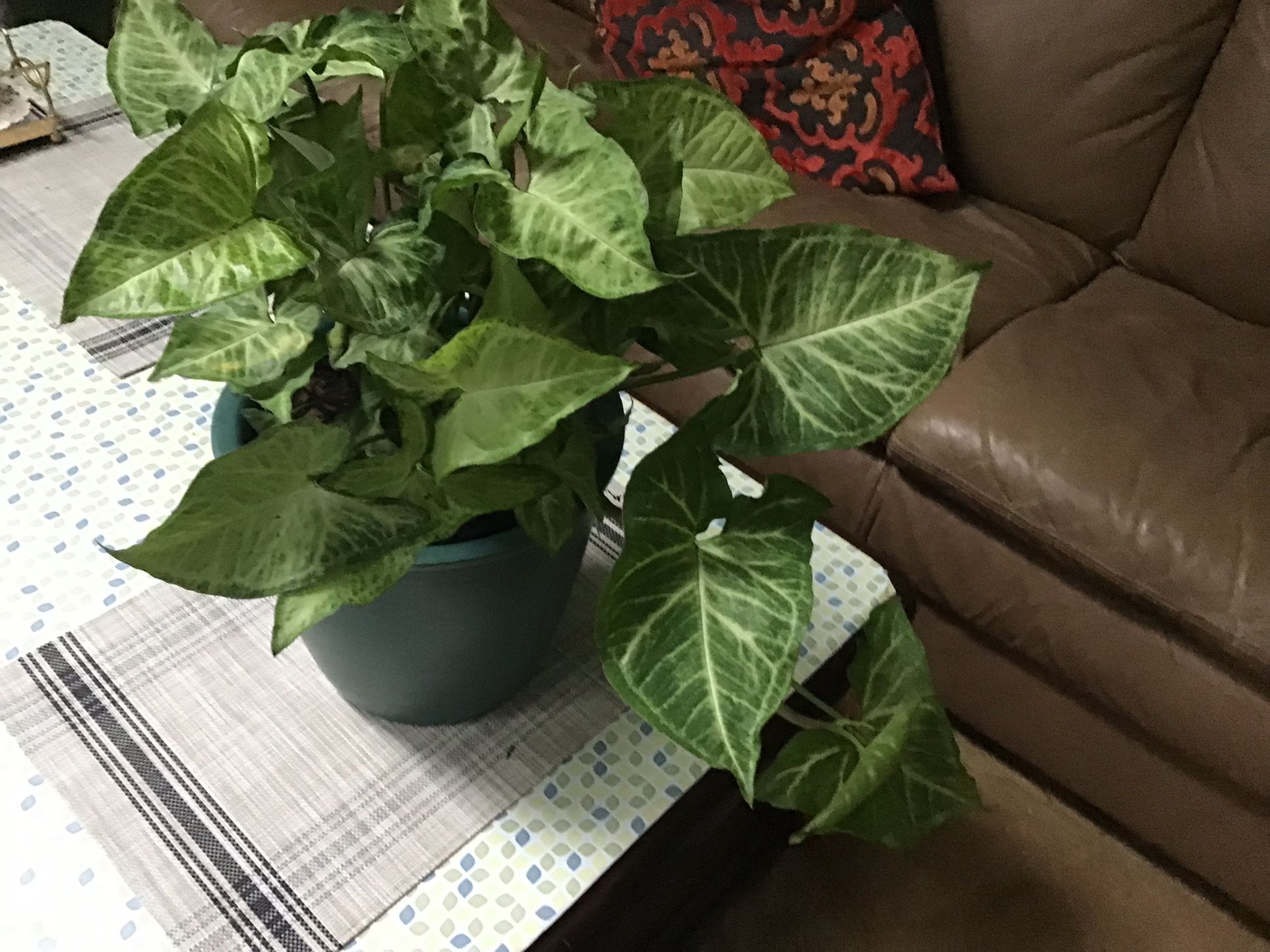 Plant