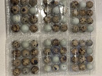 Quail eggs