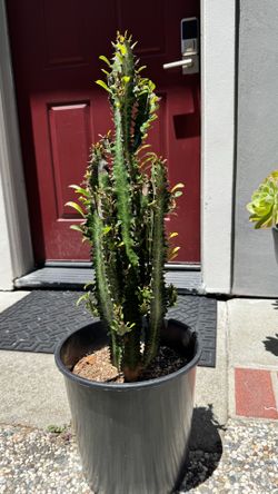 Euphorbia trigona in 4 gallon pot