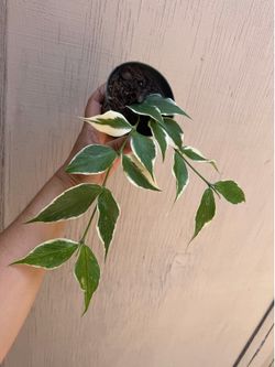 4” xl variegated Hoya polyneura
