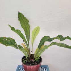 Big Red Bird plant in pot