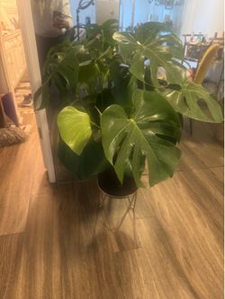 Monstera Plant