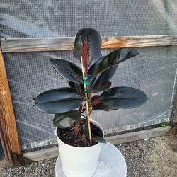 Rubber Plant 10" Nursery Pot 