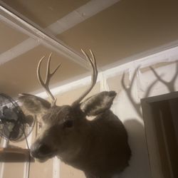 Deer 