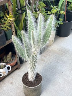 Old Man Cactus Live Plant