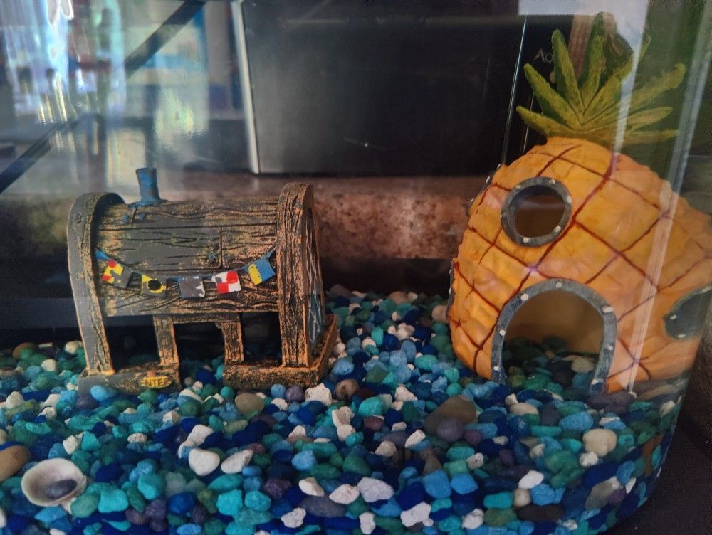 5 Gallon Fish Tank with Accessories and Food and More