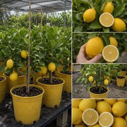 🍋 Meyer Lemon Trees (WITH FRUIT)– Healthy & Ready to Plant 🌱