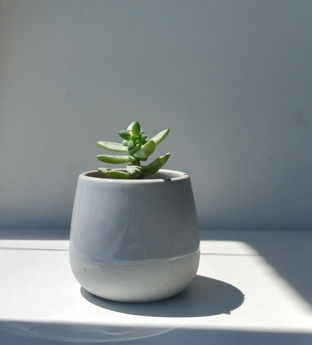 Rare Hookeri Succulent Plant/ House Plant/ Indoor Plant