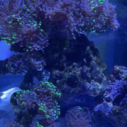 Fish Tanks Available 