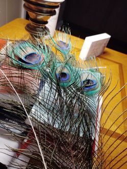 Peacock feathers