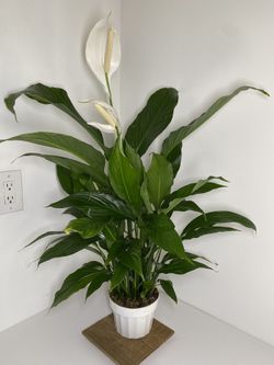 Large Peace Lily