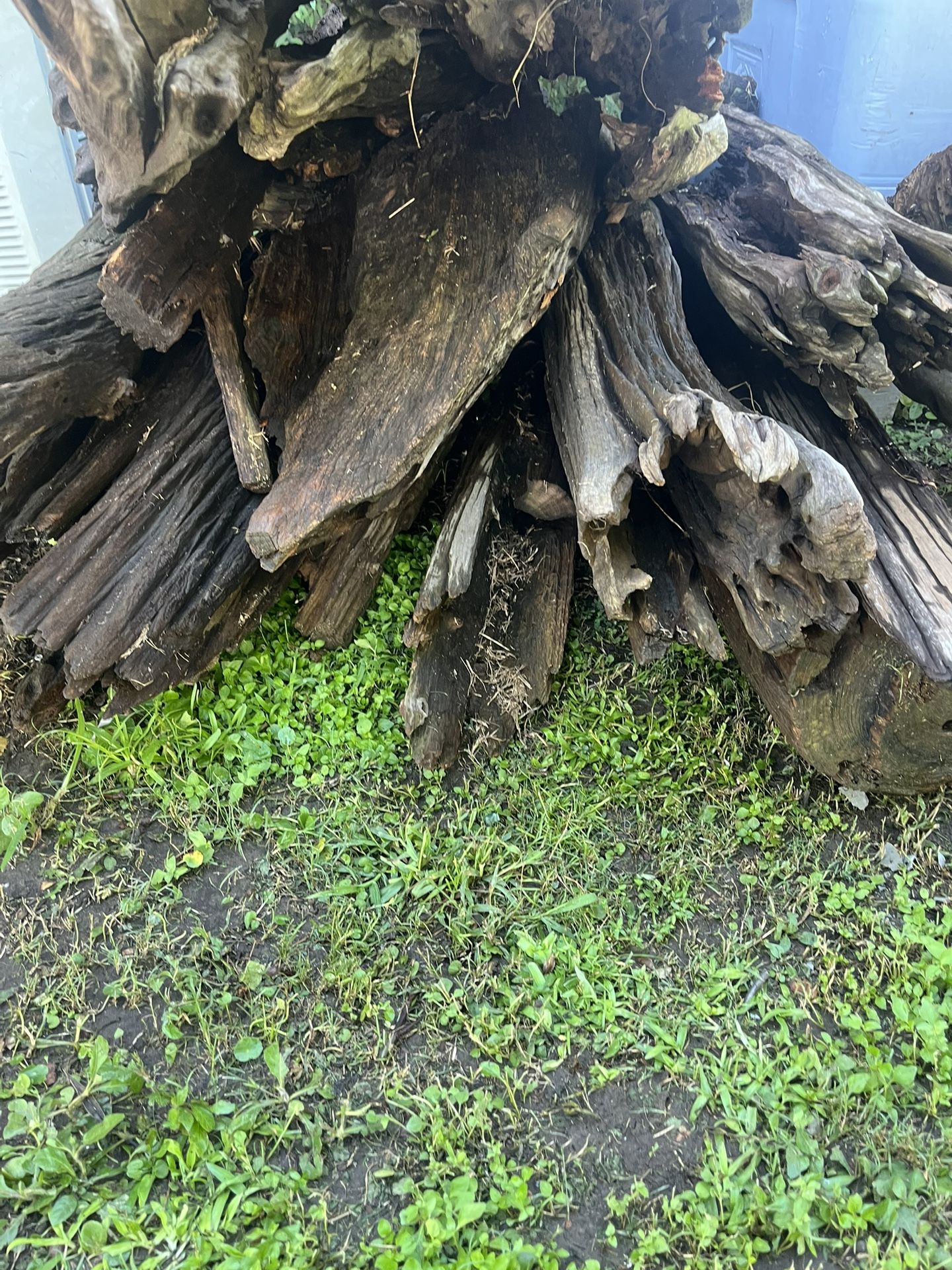 Driftwood 