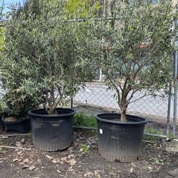Specimen European  Fruiting Olive Tree (Olea europaea ‘Mission’ 5’-6’