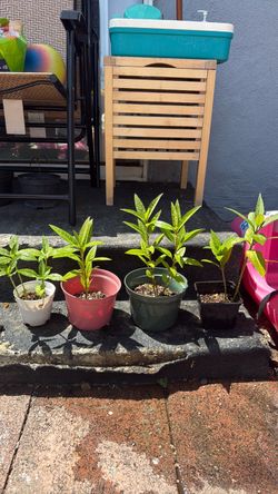 Milkweed