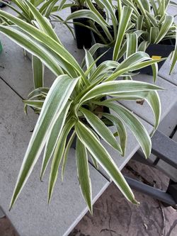 Spider Plants