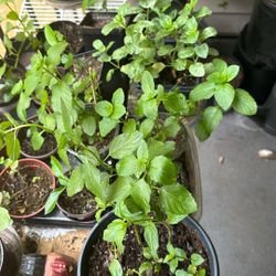 Mint  Out Door Plant