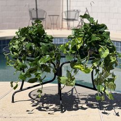 Plants 