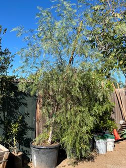 Pirul california