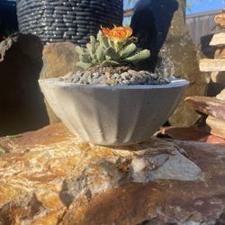 Live Indoor/Outdoor Succulent in Handmade Cement Planter