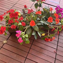 Plant Sale-10$