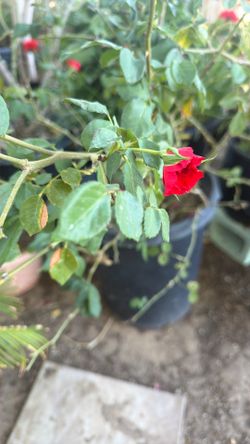 Big Rose Bush