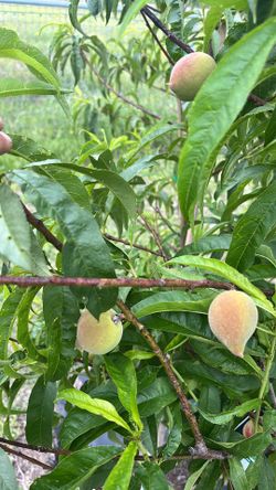 Fruit Trees, Árboles Frutales.