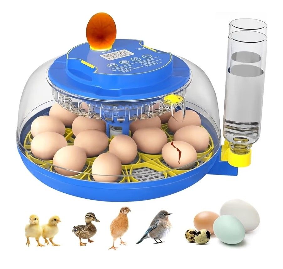 Eggs Incubator 