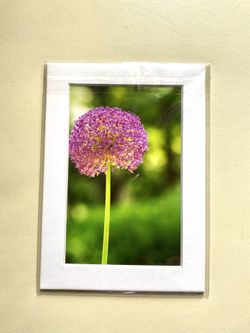 Photograph - Allium