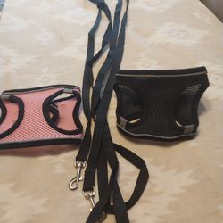 Cat leashes for a walk