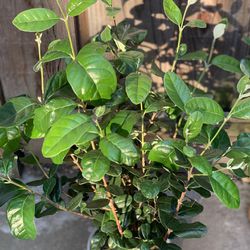 $25 Feijoa Sellowiana Pineapple Guava Live Fruit Tree Plant Bush Shrub One Gallon Pot approximately 1 to 2 ft tall  $25 Each  CASH ONLY 