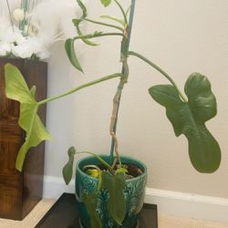 Philodendron plant in 8inch