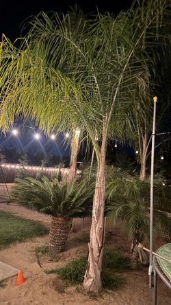 Queen palm