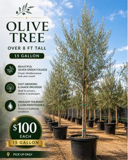 🌿 Olive Trees