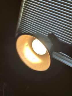 Lamp  reptiles
