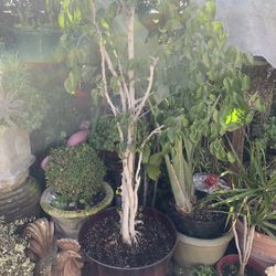 Big Plant In Big Pot 75 Inches Tall. Incluye Pot.size 22 Round X 17.5 Tall.