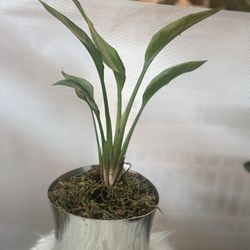 Housplant Bird Of Paradise In Silver Pot