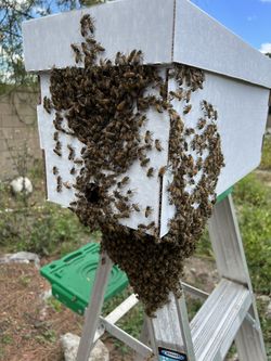 Local Honeybees, Nucleus Colonies & Swarm Removal Services – $200