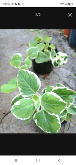 Cuban Oregano Herb plat