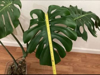 Monstera Deliciosa Plant