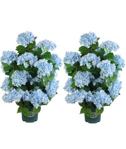 QIANYUN Faux Hydrangea Tree 30" Tall (2 pack)