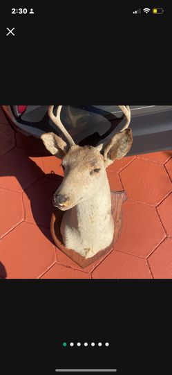 Hanging deer Head on Wood 