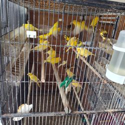 Jaulas Para Canarios