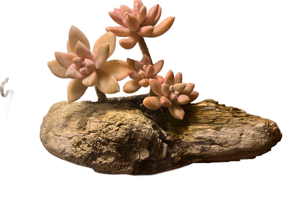 Driftwood Planter Succulent Arrangement