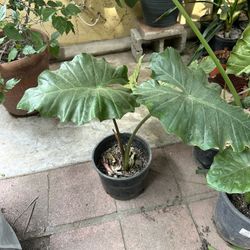 Elephant ear Plants 