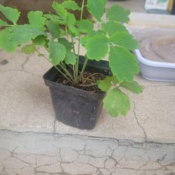 Greater celandine
