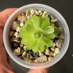 Pinguicula "Yucca Do 1713"