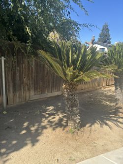 Sago Palms
