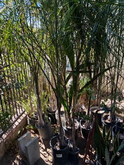 Tall Potted Palm Trees