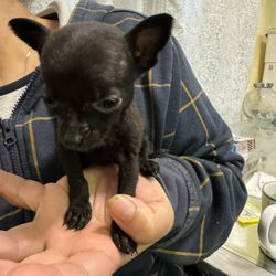 Teacup Chihuahua